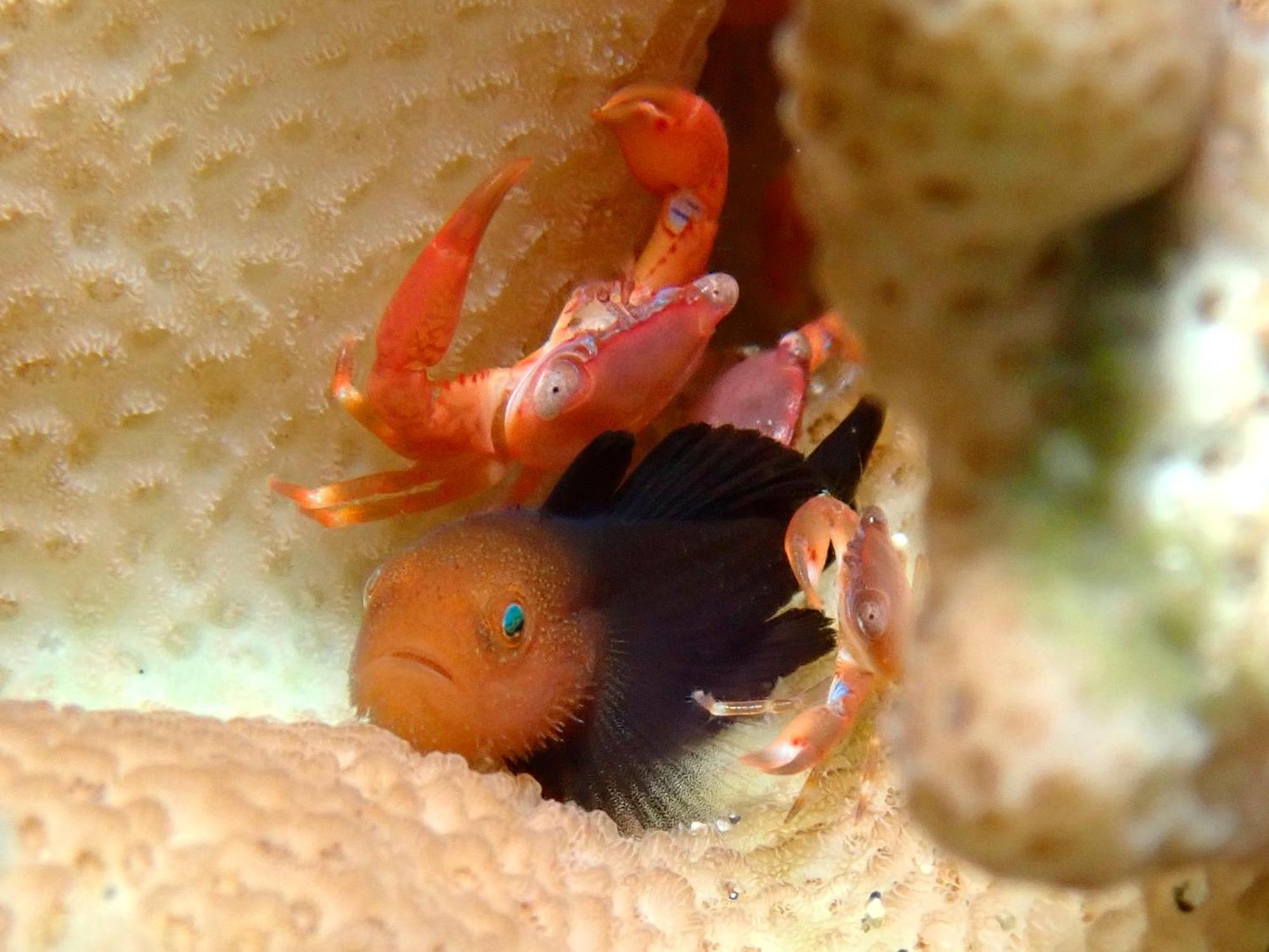Casa Escondida Anilao Resort And Dive Center Mabini  Εξωτερικό φωτογραφία